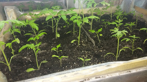 Для получения высокого урожая на дачной грядке высаживаем томат Каспар